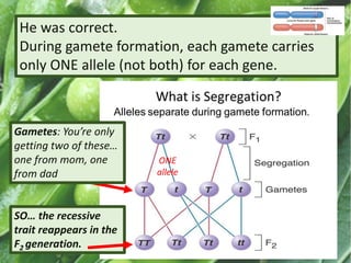 He was correct.
During gamete formation, each gamete carries
only ONE allele (not both) for each gene.
SO… the recessive
trait reappears in the
F2 generation.
ONE
allele
Gametes: You’re only
getting two of these…
one from mom, one
from dad
 