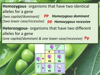 Homozygous- organisms that have two identical
alleles for a gene
(two capital/dominant)
(two lower case/recessive)
Heterozygous- organisms that have two different
alleles for a gene
(one capital/dominant & one lower case/recessive)
PP
pp
Pp
Homozygous recessive
Homozygous dominant
 