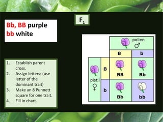 F1
1. Establish parent
cross.
2. Assign letters: (use
letter of the
dominant trait)
3. Make an 8 Punnett
square for one trait.
4. Fill in chart.
Bb, BB purple
bb white
 