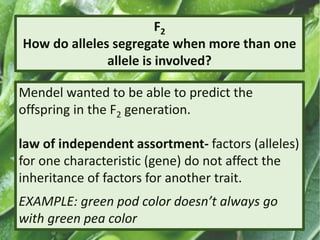 F2
How do alleles segregate when more than one
allele is involved?
Mendel wanted to be able to predict the
offspring in the F2 generation.
law of independent assortment- factors (alleles)
for one characteristic (gene) do not affect the
inheritance of factors for another trait.
EXAMPLE: green pod color doesn’t always go
with green pea color
 