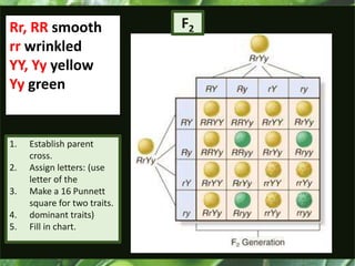 Rr, RR smooth
rr wrinkled
YY, Yy yellow
Yy green
1. Establish parent
cross.
2. Assign letters: (use
letter of the
3. Make a 16 Punnett
square for two traits.
4. dominant traits)
5. Fill in chart.
F2
 