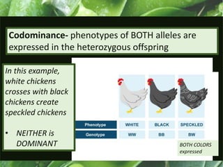 Codominance- phenotypes of BOTH alleles are
expressed in the heterozygous offspring
In this example,
white chickens
crosses with black
chickens create
speckled chickens
• NEITHER is
DOMINANT BOTH COLORS
expressed
 