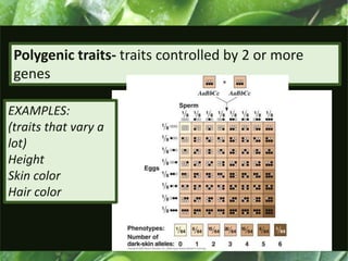 Polygenic traits- traits controlled by 2 or more
genes
EXAMPLES:
(traits that vary a
lot)
Height
Skin color
Hair color
 