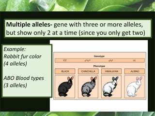 Multiple alleles- gene with three or more alleles,
but show only 2 at a time (since you only get two)
Example:
Rabbit fur color
(4 alleles)
ABO Blood types
(3 alleles)
 