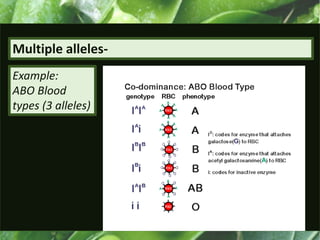 Multiple alleles-
Example:
ABO Blood
types (3 alleles)
 