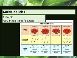 Multiple alleles-
Example:
ABO Blood types (3 alleles)
 