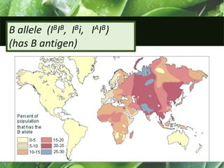 B allele (IBIB, IBi, IAIB)
(has B antigen)
 