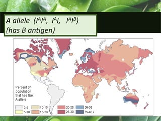 A allele (IAIA, IAi, IAIB)
(has B antigen)
 