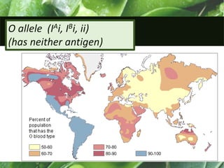 O allele (IAi, IBi, ii)
(has neither antigen)
 