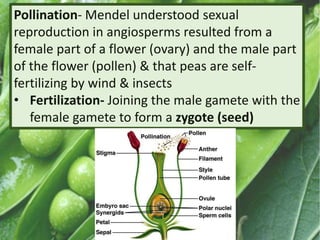 Pollination- Mendel understood sexual
reproduction in angiosperms resulted from a
female part of a flower (ovary) and the male part
of the flower (pollen) & that peas are self-
fertilizing by wind & insects
• Fertilization- Joining the male gamete with the
female gamete to form a zygote (seed)
 