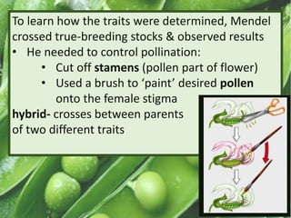To learn how the traits were determined, Mendel
crossed true-breeding stocks & observed results
• He needed to control pollination:
• Cut off stamens (pollen part of flower)
• Used a brush to ‘paint’ desired pollen
onto the female stigma
hybrid- crosses between parents
of two different traits
 