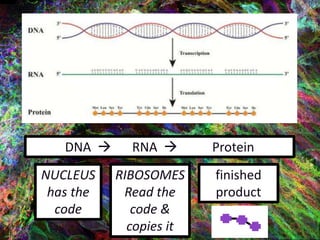 DNA  RNA  Protein
NUCLEUS
has the
code
RIBOSOMES
Read the
code &
copies it
finished
product
 