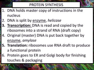 1. DNA holds master copy of instructions in the
nucleus
2. DNA is split by enzyme, helicase
3. Transcription: DNA is read and copied by the
ribosomes into a strand of RNA (draft copy)
4. Original (master) DNA is put back together by
enzyme, amylase
5. Translation: ribosomes use RNA draft to produce
a functional protein
6. Protein goes to ER and Golgi body for finishing
touches & packaging
PROTEIN SYNTHESIS
 