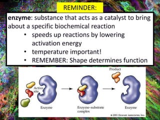enzyme: substance that acts as a catalyst to bring
about a specific biochemical reaction
• speeds up reactions by lowering
activation energy
• temperature important!
• REMEMBER: Shape determines function
REMINDER:
 