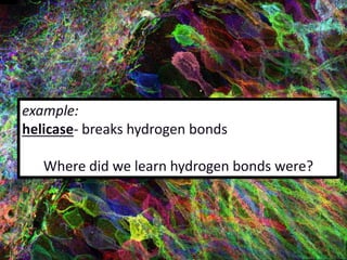 example:
helicase- breaks hydrogen bonds
Where did we learn hydrogen bonds were?
 