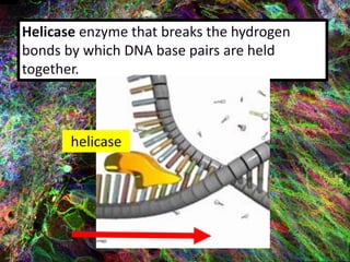 Helicase enzyme that breaks the hydrogen
bonds by which DNA base pairs are held
together.
helicase
 