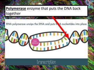 Polymerase enzyme that puts the DNA back
together
 