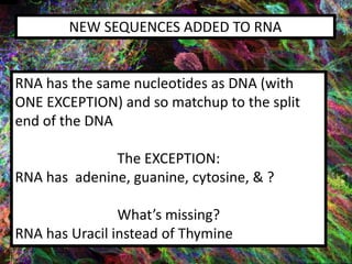 NEW SEQUENCES ADDED TO RNA
RNA has the same nucleotides as DNA (with
ONE EXCEPTION) and so matchup to the split
end of the DNA
The EXCEPTION:
RNA has adenine, guanine, cytosine, & ?
What’s missing?
RNA has Uracil instead of Thymine
 