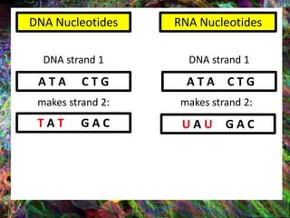 DNA Nucleotides RNA Nucleotides
A T A C T G A T A C T G
DNA strand 1
makes strand 2:
DNA strand 1
makes strand 2:
T A T G A C U A U G A C
 