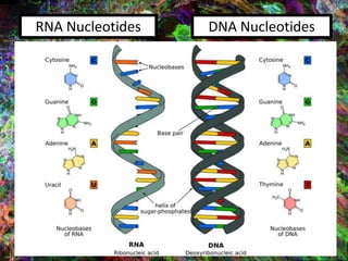 RNA Nucleotides DNA Nucleotides
 