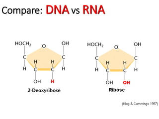 Compare: DNA vs RNA
 