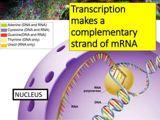 RNA
DNA
RNA
polymerase
Adenine (DNA and RNA)
Cystosine (DNA and RNA)
Guanine(DNA and RNA)
Thymine (DNA only)
Uracil (RNA only)
Transcription
makes a
complementary
strand of mRNA
NUCLEUS
 