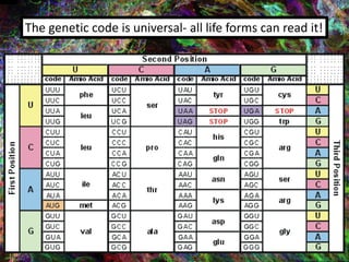 The genetic code is universal- all life forms can read it!
 