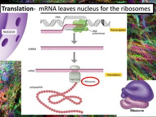 Translation- mRNA leaves nucleus for the ribosomes
NUCLEUS
mRNA
 