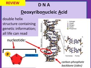 D N A
Deoxyribonucleic Acid
REVIEW
C
CC
C C
P Nitrogen base
nucleotide:
carbon-phosphate
backbone (sides)
double helix
structure containing
genetic information;
all life can read
 