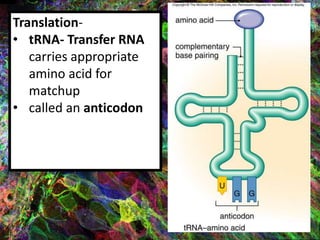 Translation-
• tRNA- Transfer RNA
carries appropriate
amino acid for
matchup
• called an anticodon
 