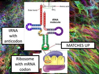 tRNA
with
anticodon
Ribosome
with mRNA
codon
UGG
A C C
MATCHES UP
 