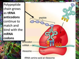 Polypeptide
chain grows
as tRNA
anticodons
continue to
match and
bind with the
mRNA
codons
 