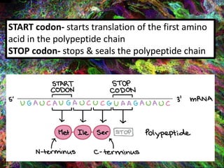 START codon- starts translation of the first amino
acid in the polypeptide chain
STOP codon- stops & seals the polypeptide chain
 