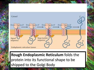 Rough Endoplasmic Reticulum folds the
protein into its functional shape to be
shipped to the Golgi Body
 