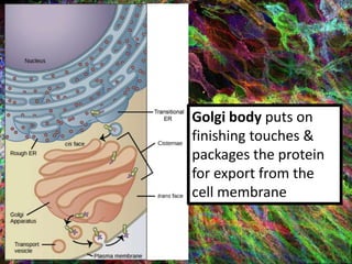 Golgi body puts on
finishing touches &
packages the protein
for export from the
cell membrane
 
