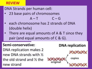DNA Strands per human cell:
• 23 base pairs of chromosomes
A – T C – G
• each chromosome has 2 strands of DNA
(double helix)
• There are equal amounts of A & T since they
pair (and equal amounts of C & G).
REVIEW
DNA replicationSemi-conservative:
DNA replication makes 2
new DNA strands with ½
the old strand and ½ the
new strand
 
