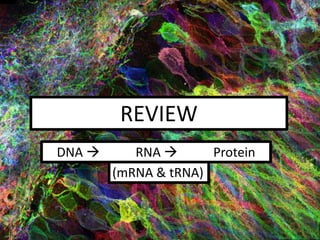 REVIEW
DNA  RNA  Protein
(mRNA & tRNA)
 