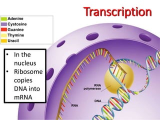 RNA
DNA
RNA
polymerase
Adenine
Cystosine
Guanine
Thymine
Uracil
Transcription
• In the
nucleus
• Ribosome
copies
DNA into
mRNA
 