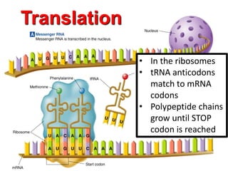 Translation
• In the ribosomes
• tRNA anticodons
match to mRNA
codons
• Polypeptide chains
grow until STOP
codon is reached
 