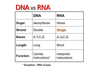 DNA vs RNA
DNA RNA
Sugar deoxyribose ribose
Strand Double Single
Bases A,T,C,G A,U,C,G,
Length Long Short
Function
Carries
instructions*
Interprets
instructions
* Exception - RNA viruses
 