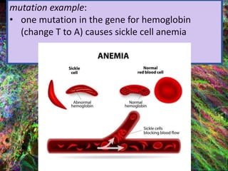 mutation example:
• one mutation in the gene for hemoglobin
(change T to A) causes sickle cell anemia
 