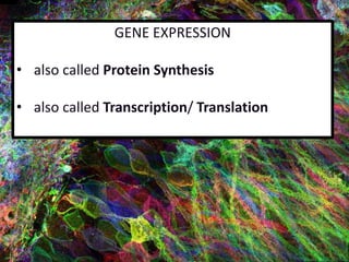 GENE EXPRESSION
• also called Protein Synthesis
• also called Transcription/ Translation
 