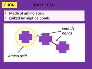 CHON P R O T E I N S
• Made of amino acids
• Linked by peptide bonds
Peptide
bonds
Amino acid
 