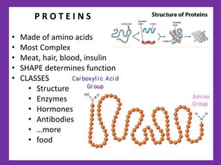 P R O T E I N S
• Made of amino acids
• Most Complex
• Meat, hair, blood, insulin
• SHAPE determines function
• CLASSES
• Structure
• Enzymes
• Hormones
• Antibodies
• …more
• food
 