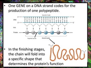 • One GENE on a DNA strand codes for the
production of one polypeptide.
• In the finishing stages,
the chain will fold into
a specific shape that
determines the protein’s function
Peptide bonds
Genetic Code
RNA
 