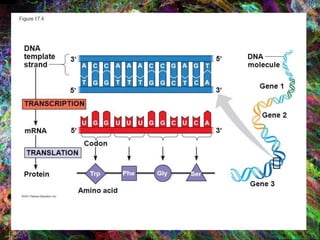 Gene Expression 1: RNA and Protein Synthesis | PPTX