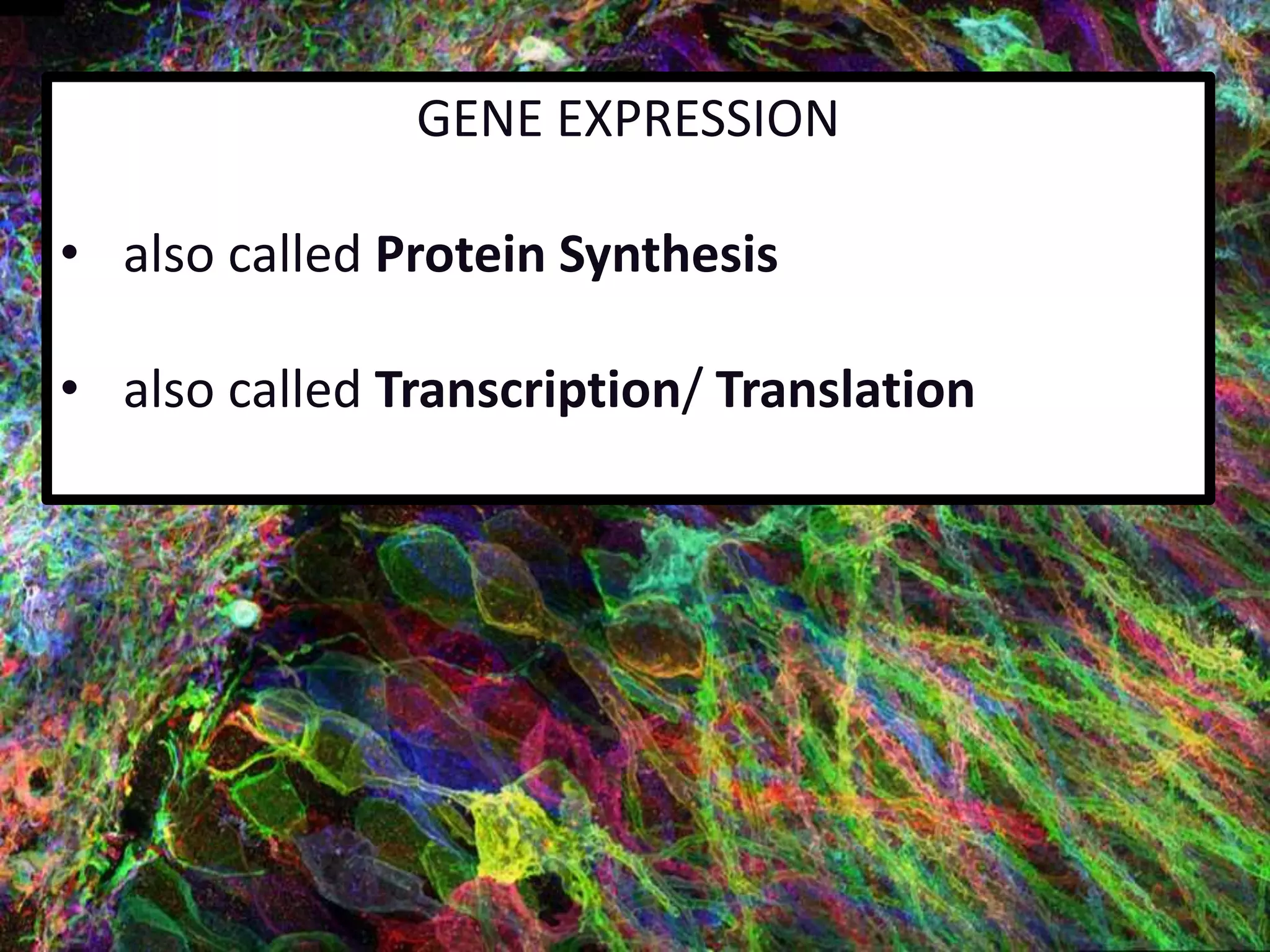 Gene Expression/ Protein Synthesis | PPTX