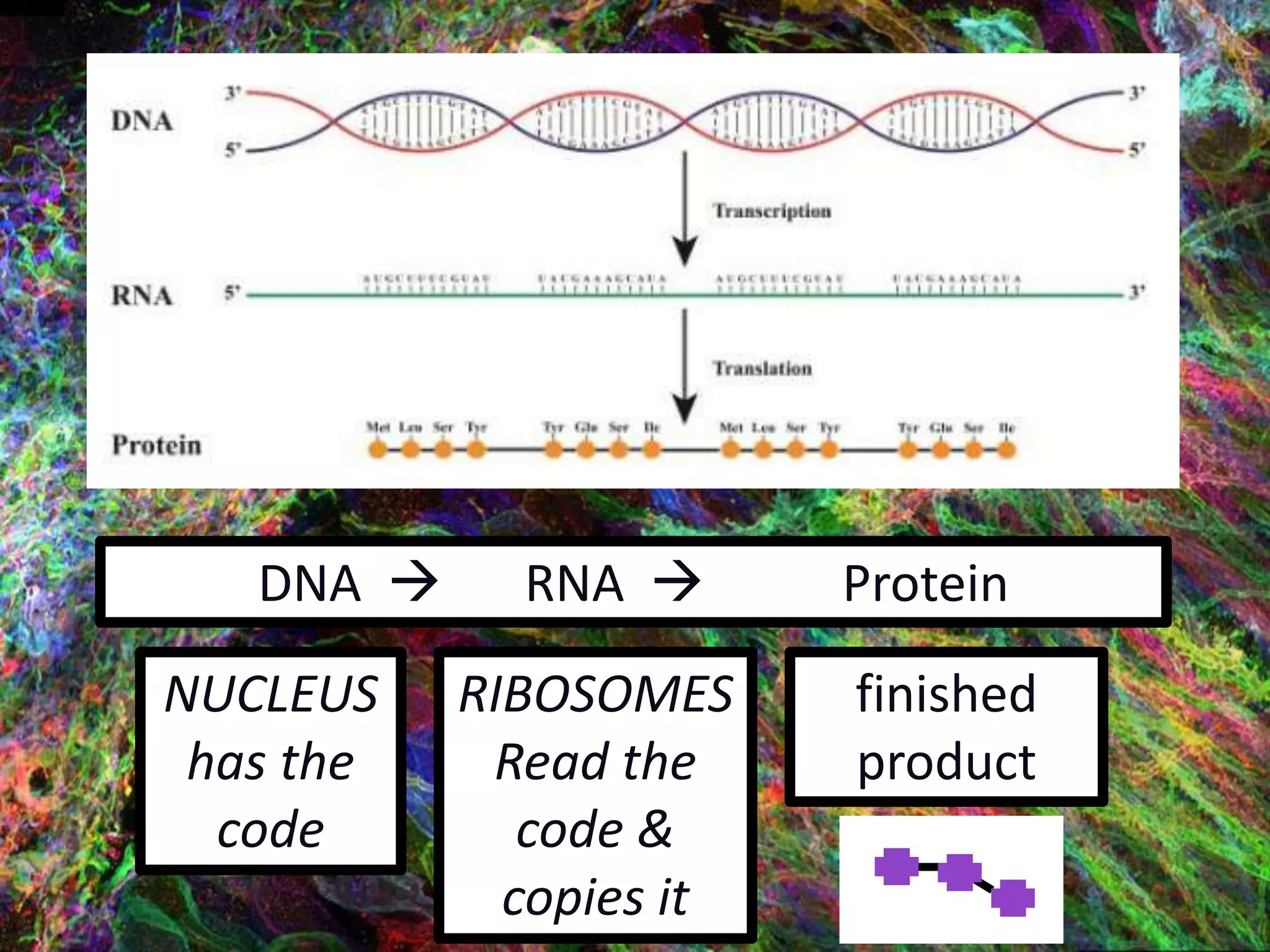 Gene Expression/ Protein Synthesis | PPTX