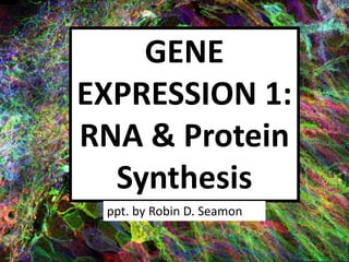 GENE
EXPRESSION 1:
RNA & Protein
Synthesis
ppt. by Robin D. Seamon
 