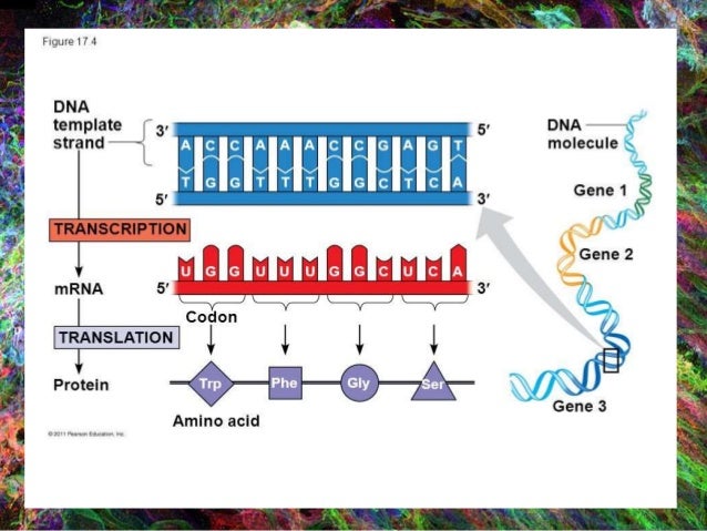 Gene Expression/ Protein Synthesis